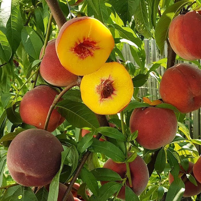 Саджанці персика ОПТ–Роздріб / Саженцы персика ОПТ–Розница