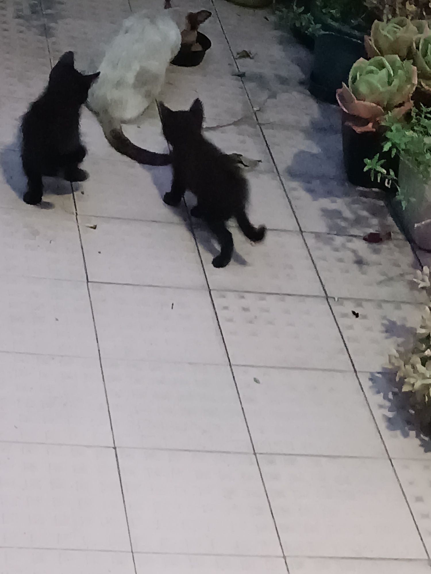 Doar gatinhos de 1 Mês e 3 Semanas
