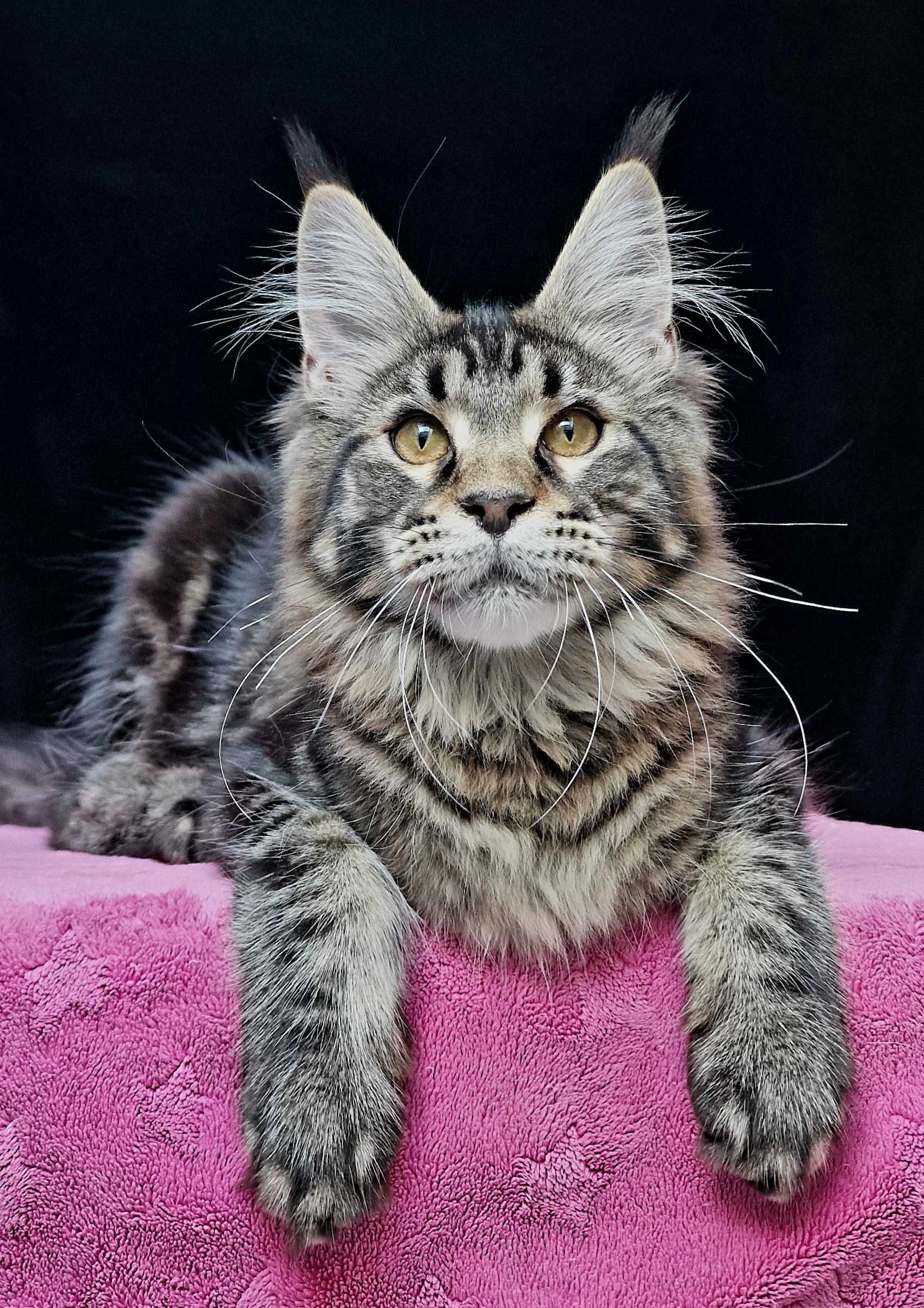 Maine coon, piękna kotka klasycznie pręgowana