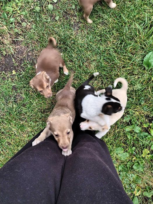 Віддам щенят в добрі руки дворняшки