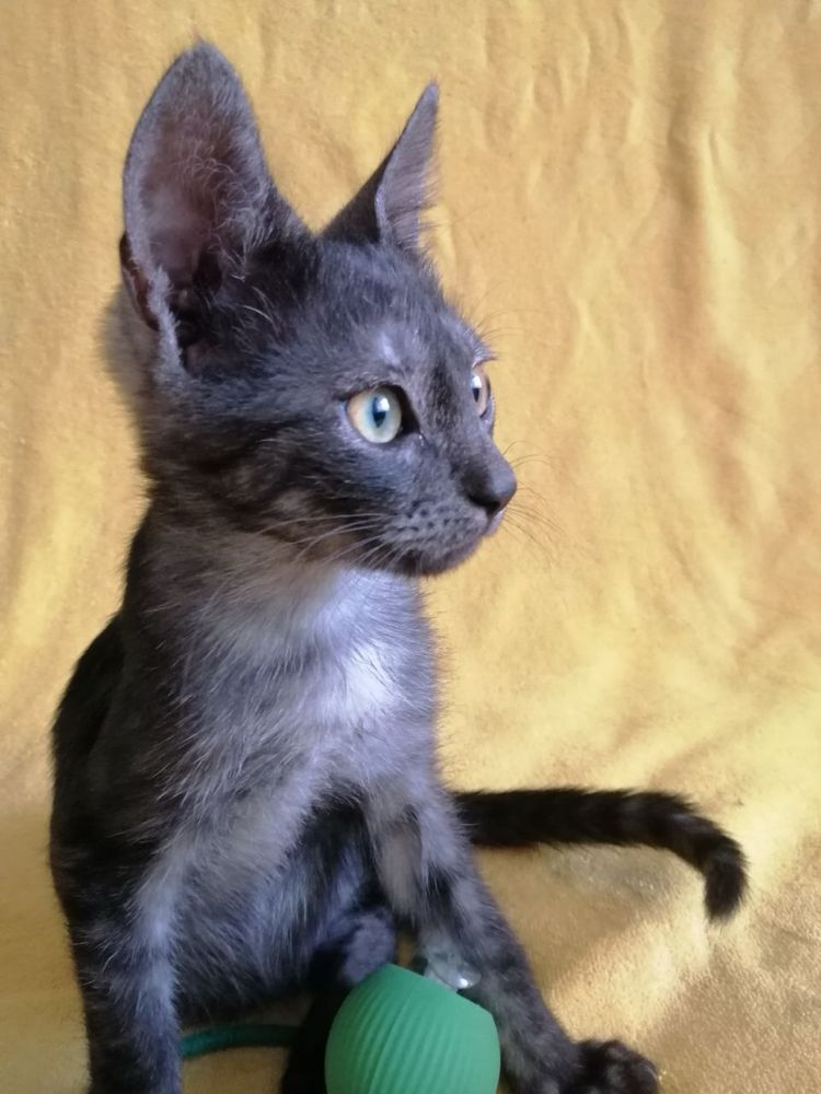 Котята ищут любящую семью