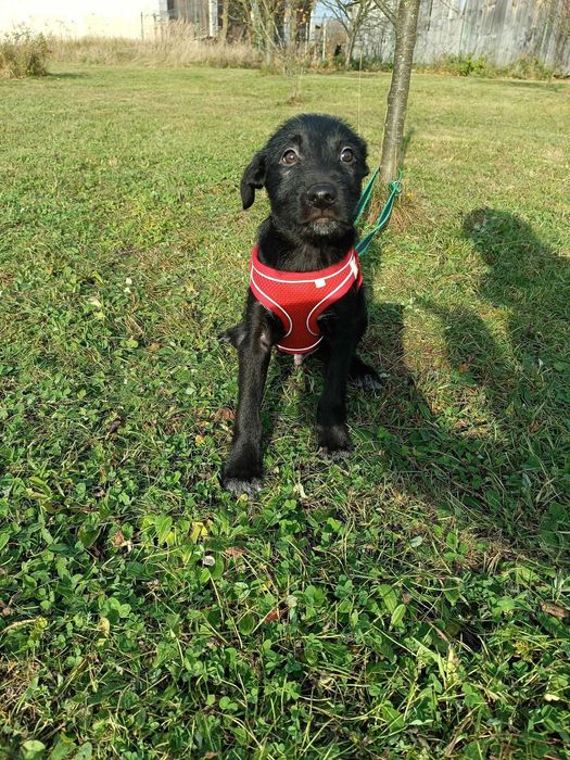 KERMIT szuka kochającej rodziny!