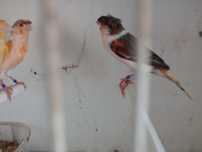 Canários/aves de companhia