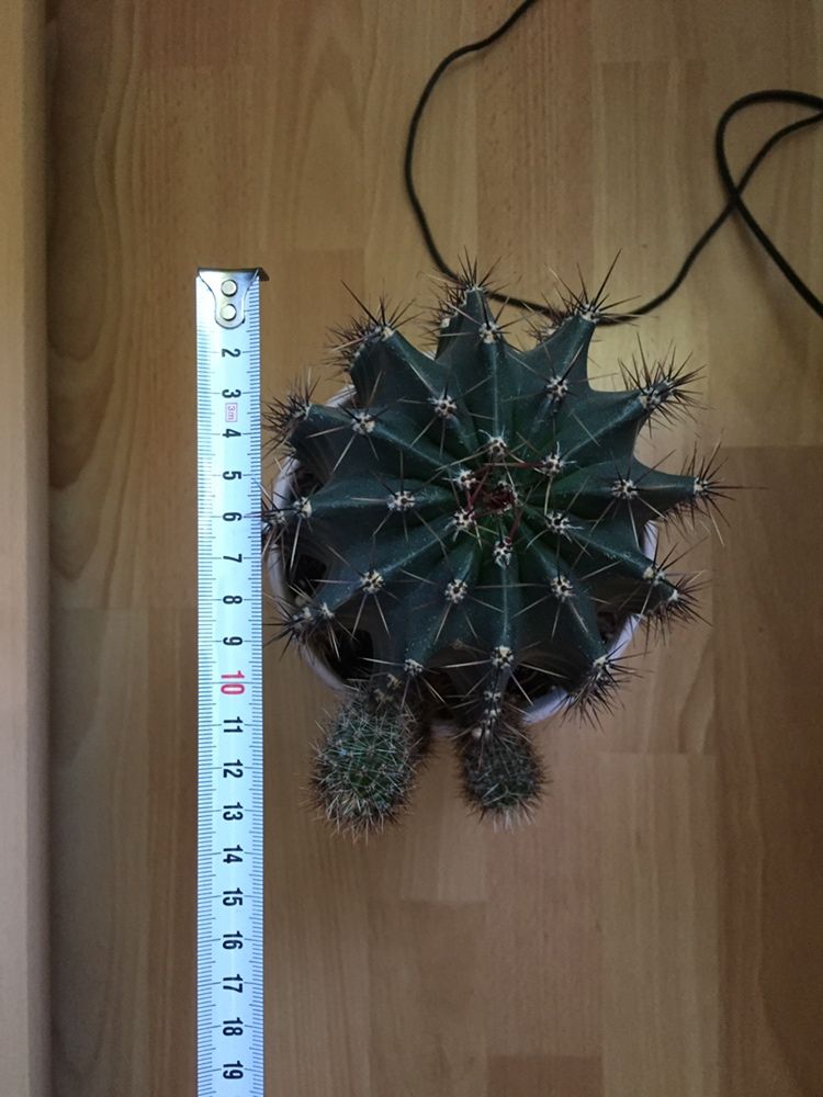 Kaktus Echinopsis