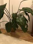 Strelicja biała strelitzia nicolai 110 cm ogromna 3 rośliny w jednej