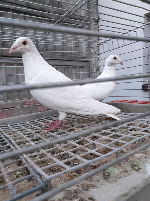 Białe Pocztowe Gołębie stare i młode