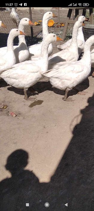 Гуси живою вагою