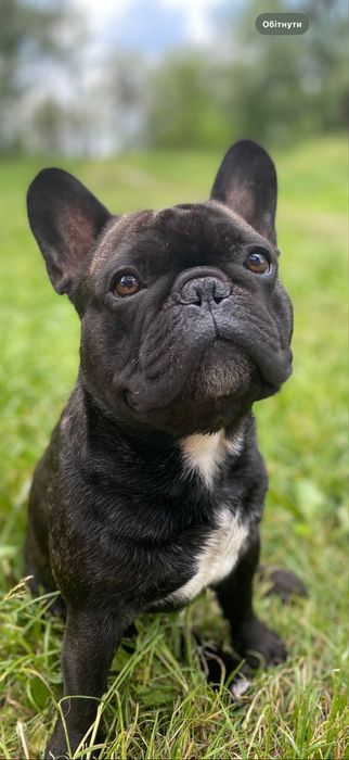 Французький бульдог, В’язка!