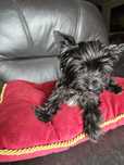 York terrier black suczka