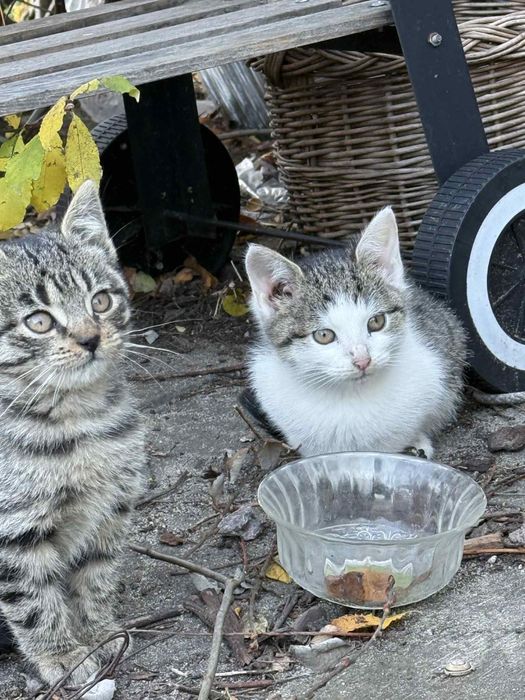 Kocie dzieci szukaja ciepłego domu