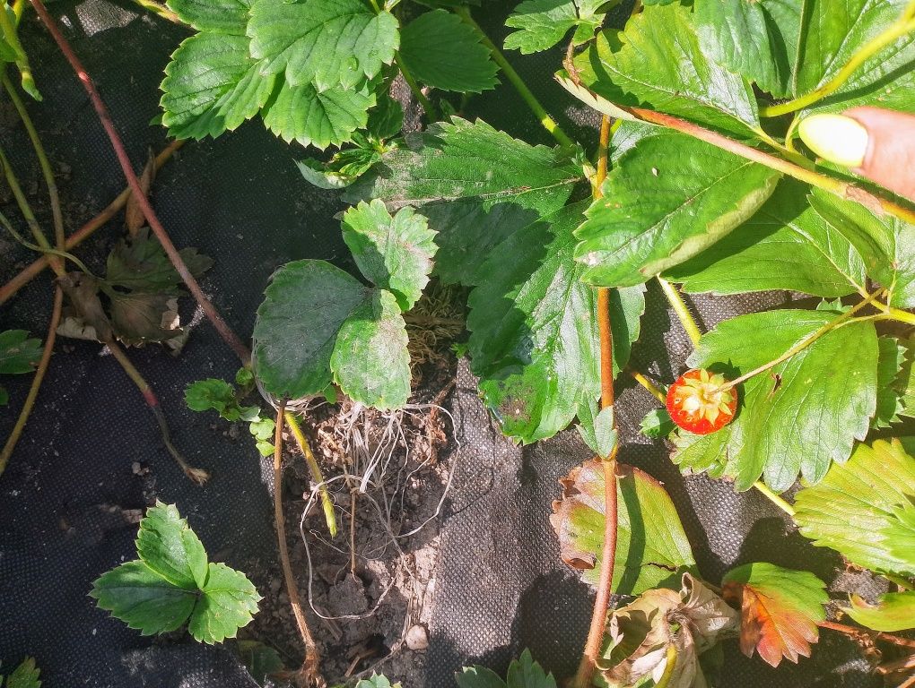 Krzaki truskawek z przydomowego ogródka