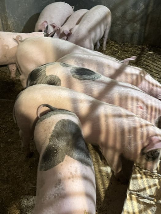 Продаються поросята