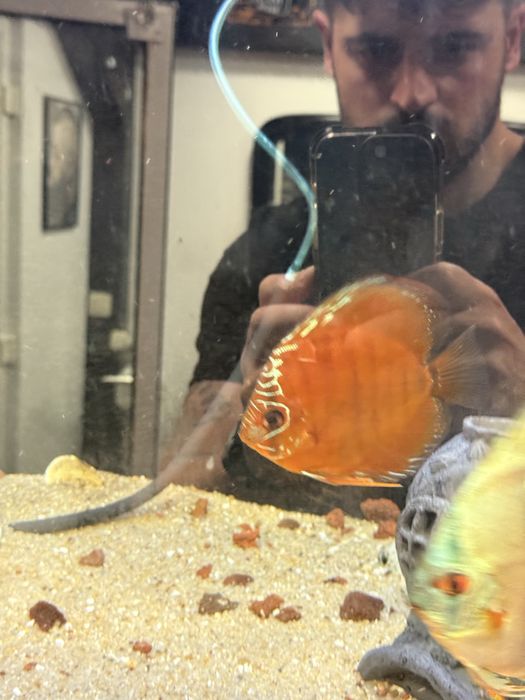 3 Discus entre 13 e 16 cm conjuntos 110€