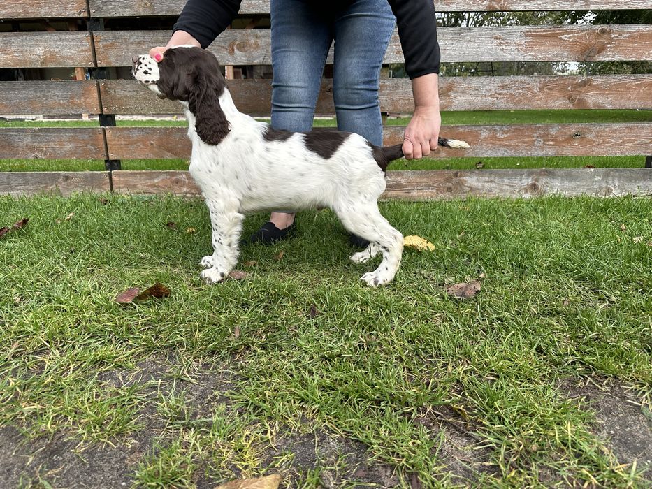 springer spaniel angielski - LEGO dostępny chłopiec wątrobiano biały