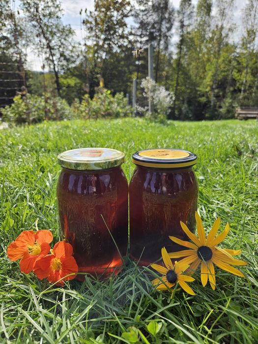 Miód spadziowy - 2025