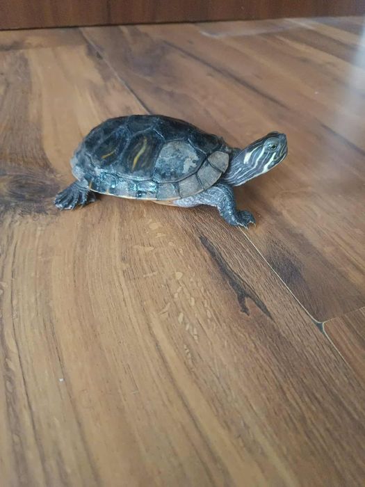 Żółw wodno-londowy