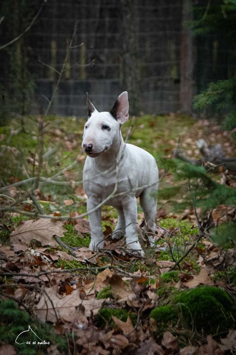 bulterier standard suczka