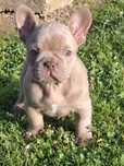 Buldog francuski Isabella