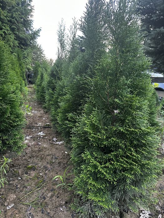 Tuje szmaragd od 100 cm do 140 cm jesien  2025