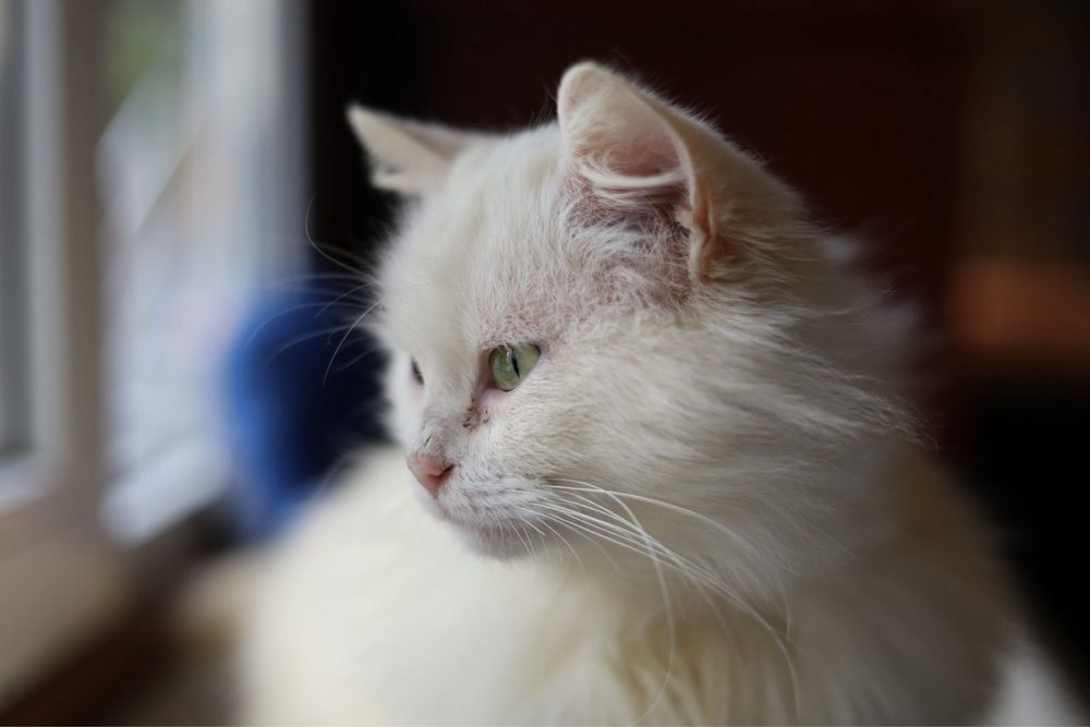 Котик мальчик 3 годика Альбинос белый