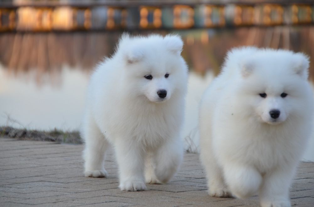 Samoyed ZKwP FCI