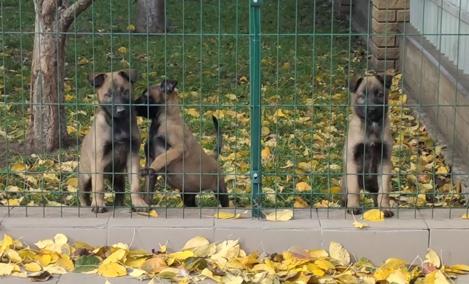 Свободна девочка бельгийской овчарки.