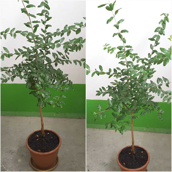 БОЛЬШИЕ - Пальма, Адениум, Гранат на штамбе, Эхинопсис, Хлорофитумы