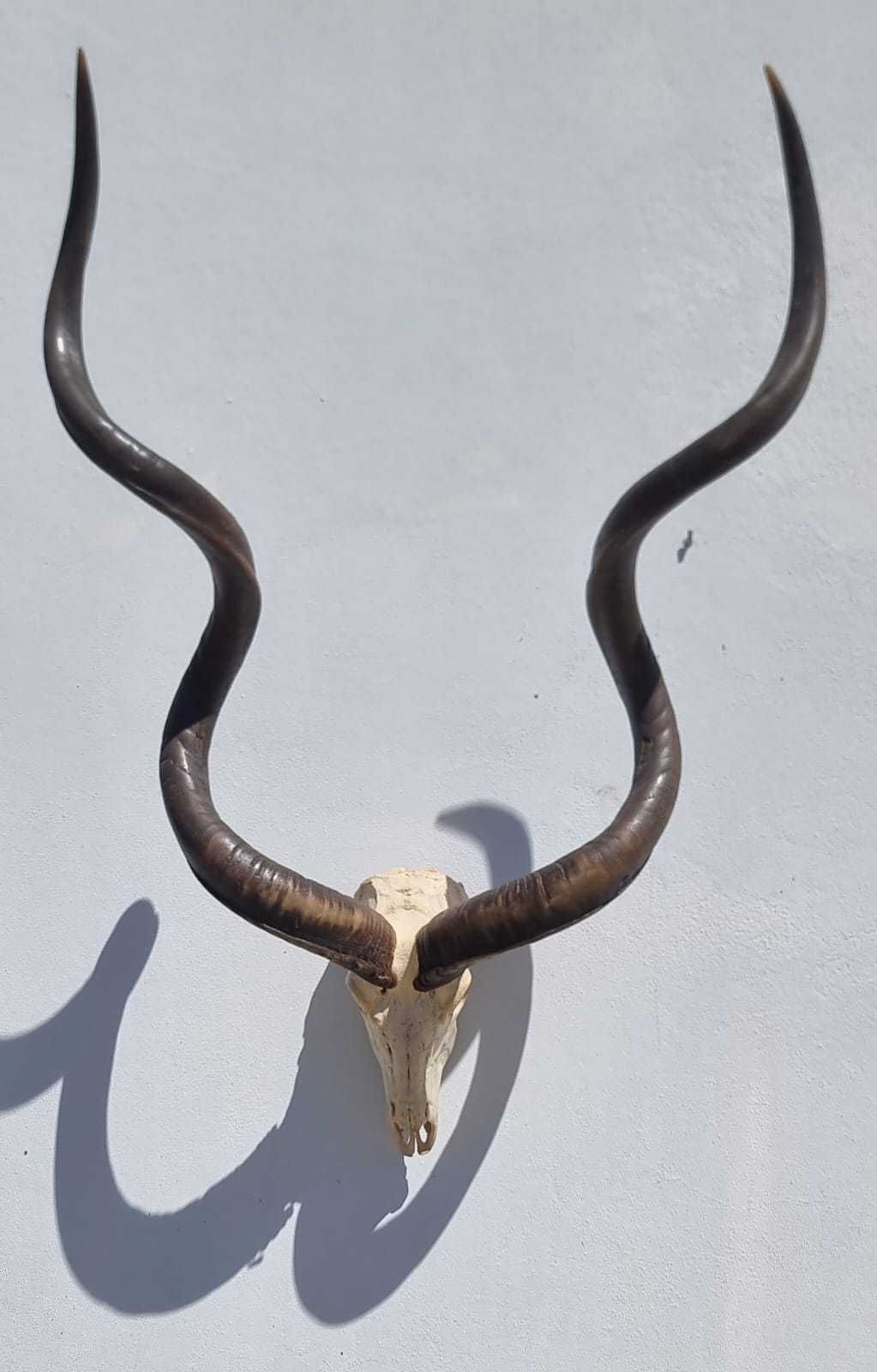 African horns for Sale