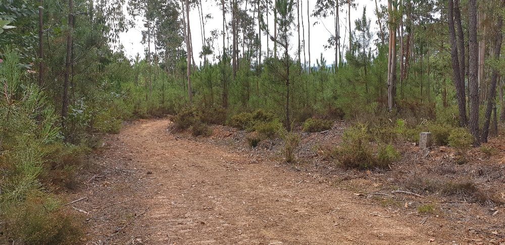 Terreno com 2100 m2 em Sertã, Pedrógão Pequeno, Aldeia do Painho