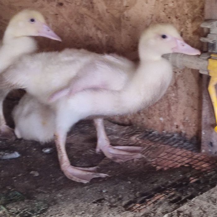 Каченята місячні