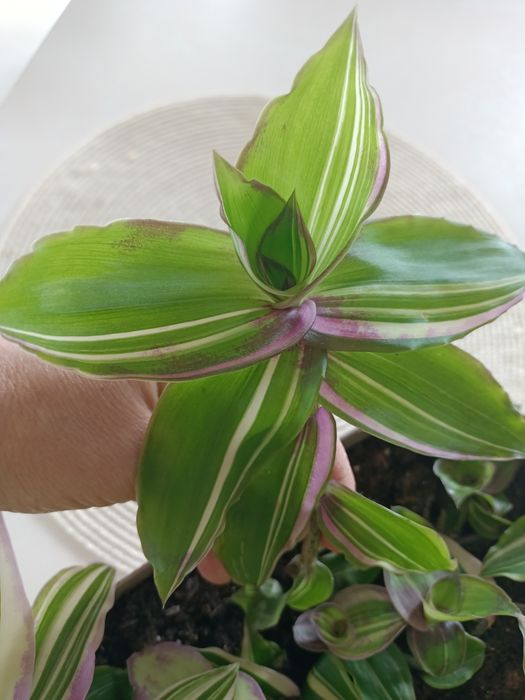 Trzykrotka kolekcjonerska Callisia variegata sosonuscensis Ogon smoka