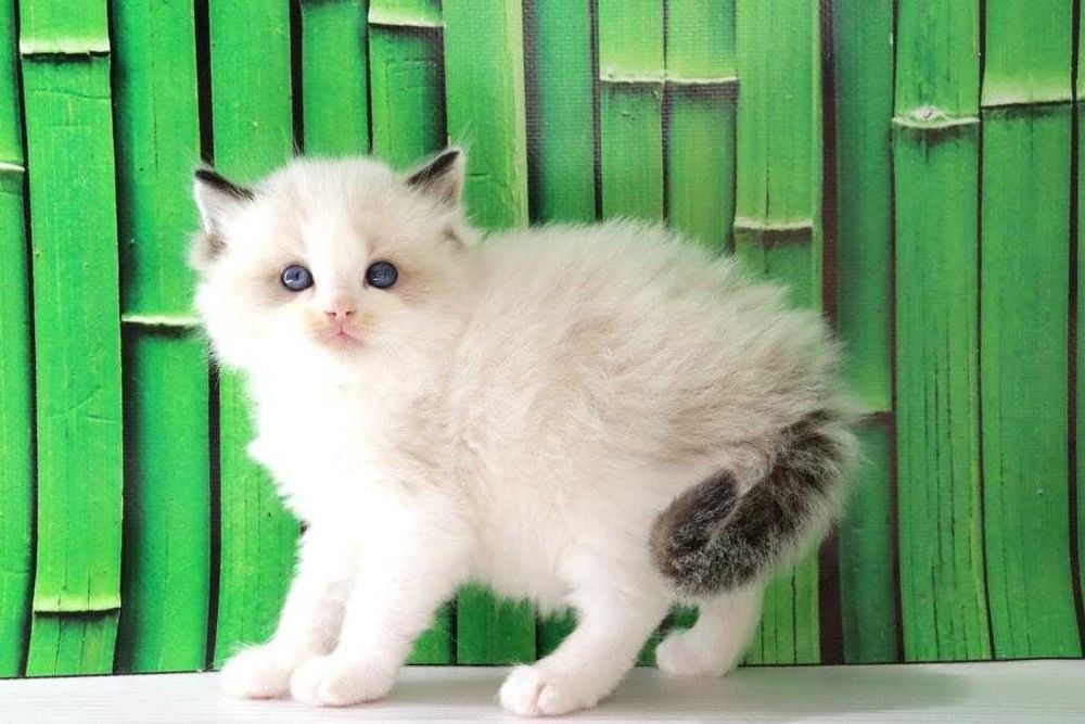 Дуже красива порода-Ragdoll. Самий ласкавий котик