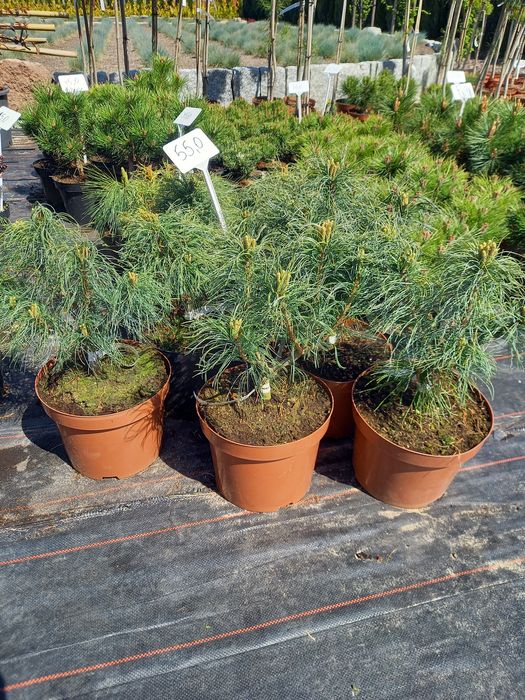 Kora sosnowa dekoracyjna, mielona.Katalpa.Tuja szmaragd,sosny, świerki