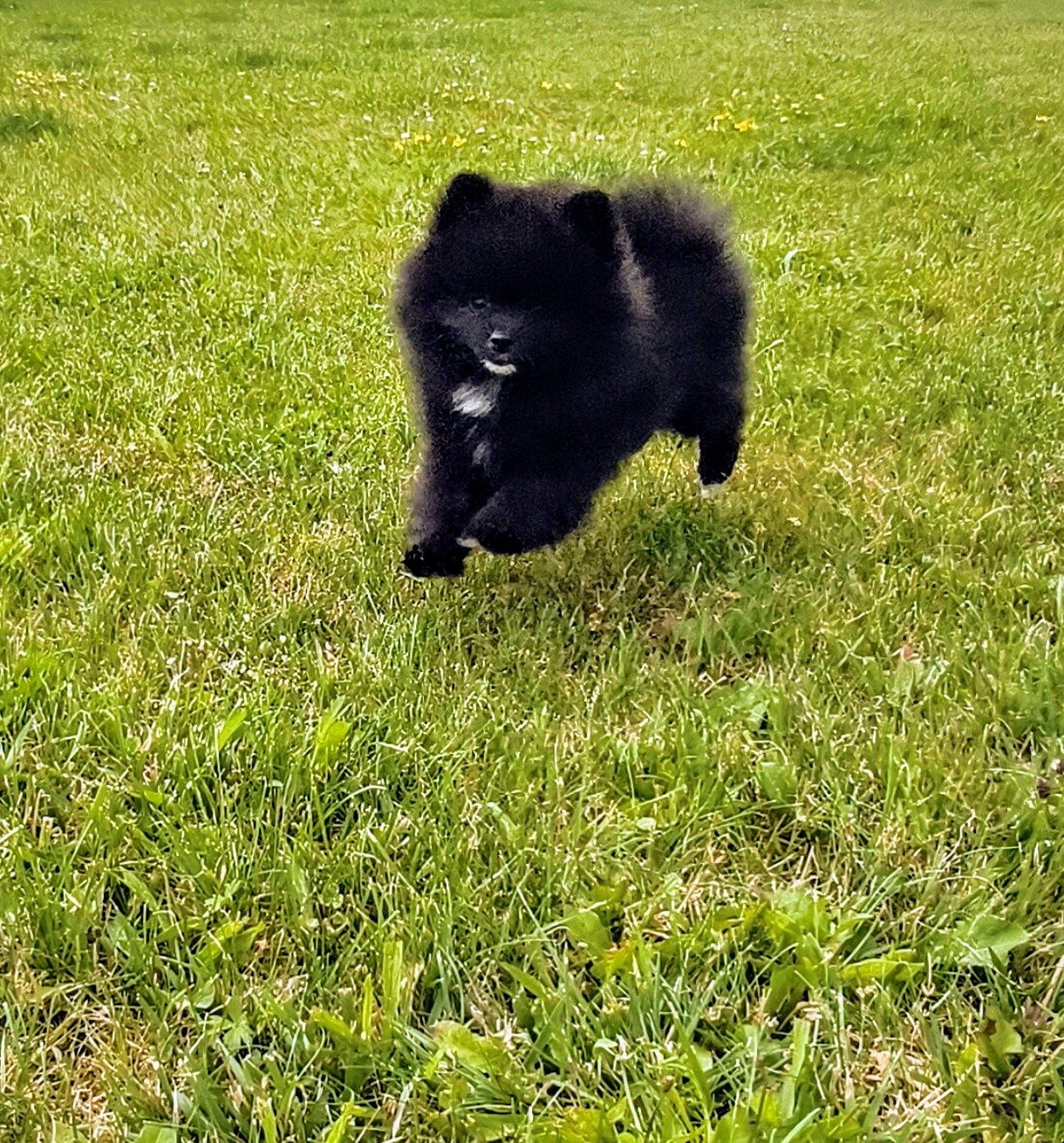 Pomeranian szpic miniaturowy suczka czarna z krawatką