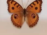 Motyl w ramce 10x8 cm . Junonia almana .