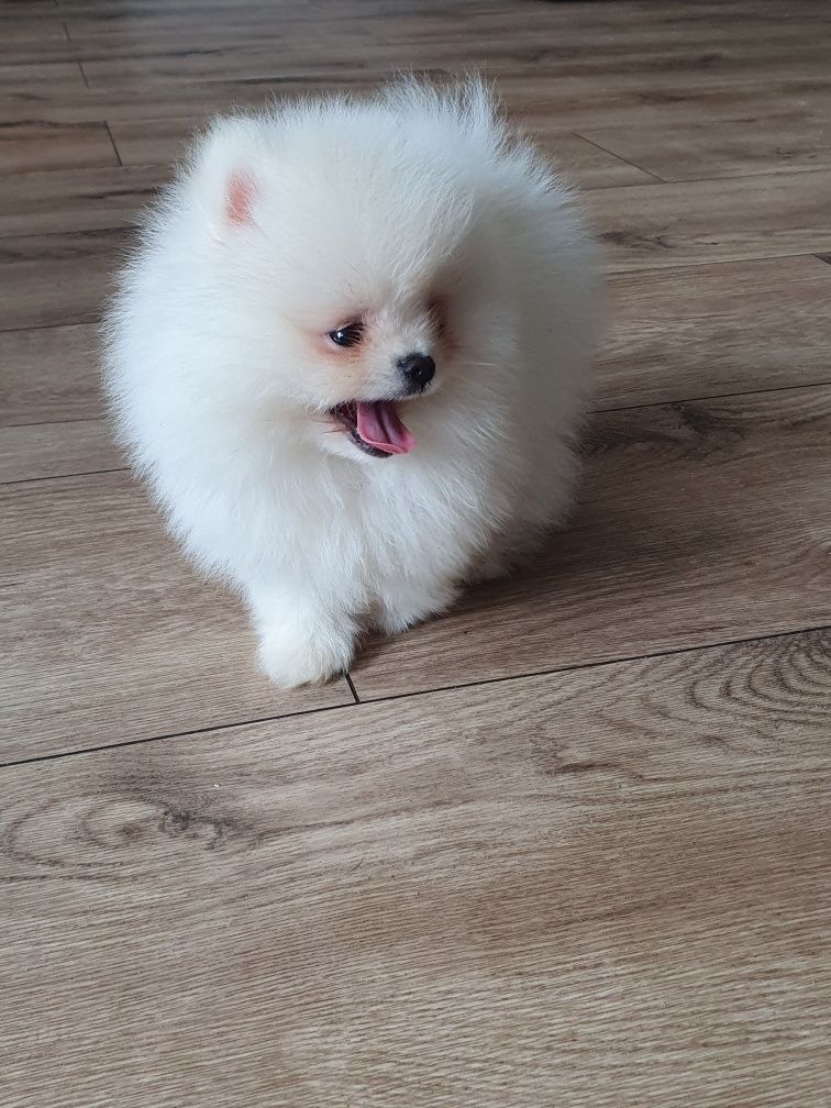 Szpic miniaturowy/Piękny bialy mis