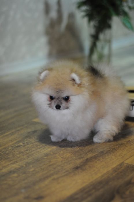 Козирнячі ведмедики, міні розмір