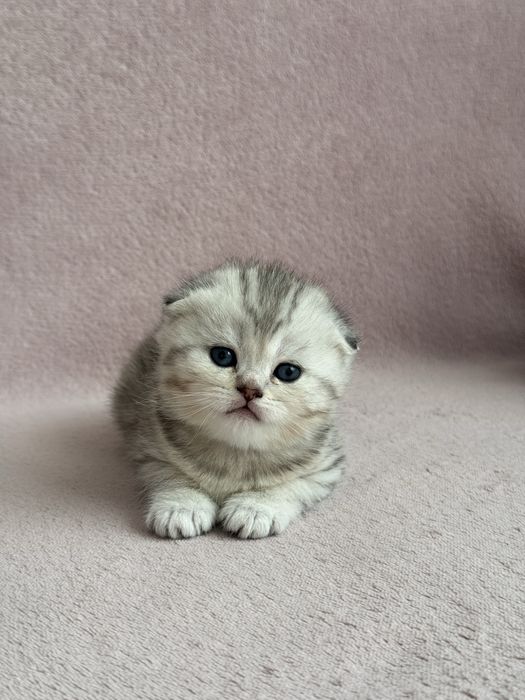 Шотландські кошенята