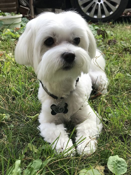 В’язка  МАЛЬТІЙСЬКА болонка