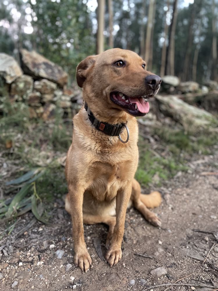 X labrador adocao meiga