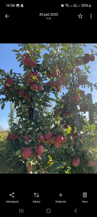 Jabłka odmiana Szampion 10kg, 3zł/kg od producenta.

Wysyłamy paczkoma