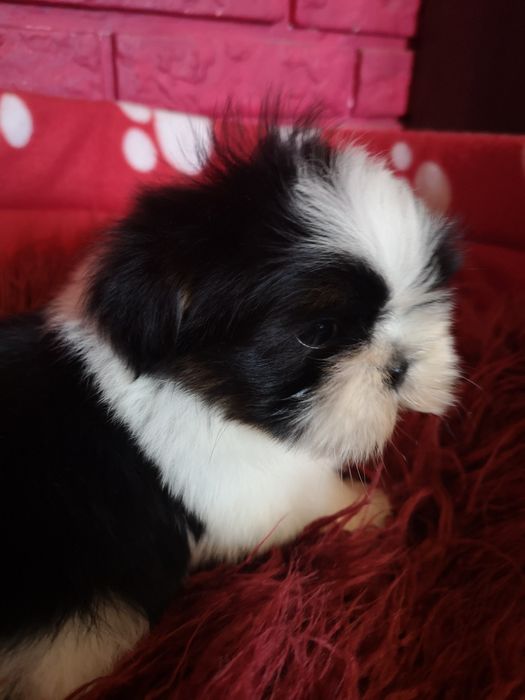 ** SUCZKA **Shih tzu szczeniaczek. Z domowej hodowli. Zapowiedz miotu.