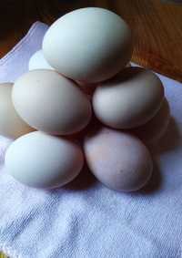 Продаються домашні яйця