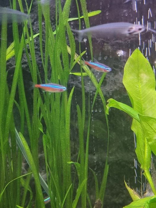 Neon czerwony.       .