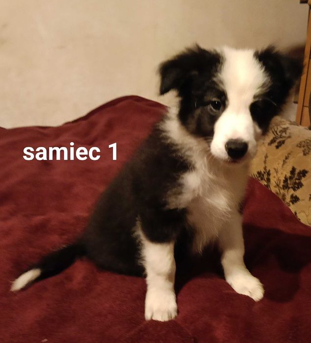 Border collie samiec