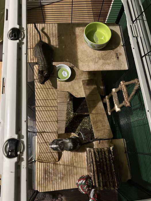 2 koszatniczki + DUŻA klatka z pełnym wyposażeniem