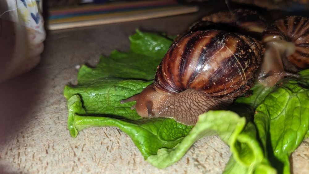 Супер улитки Ахатины Имакуляты