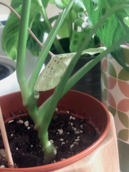 [Planta] Callisia repens 'Pink Lady'