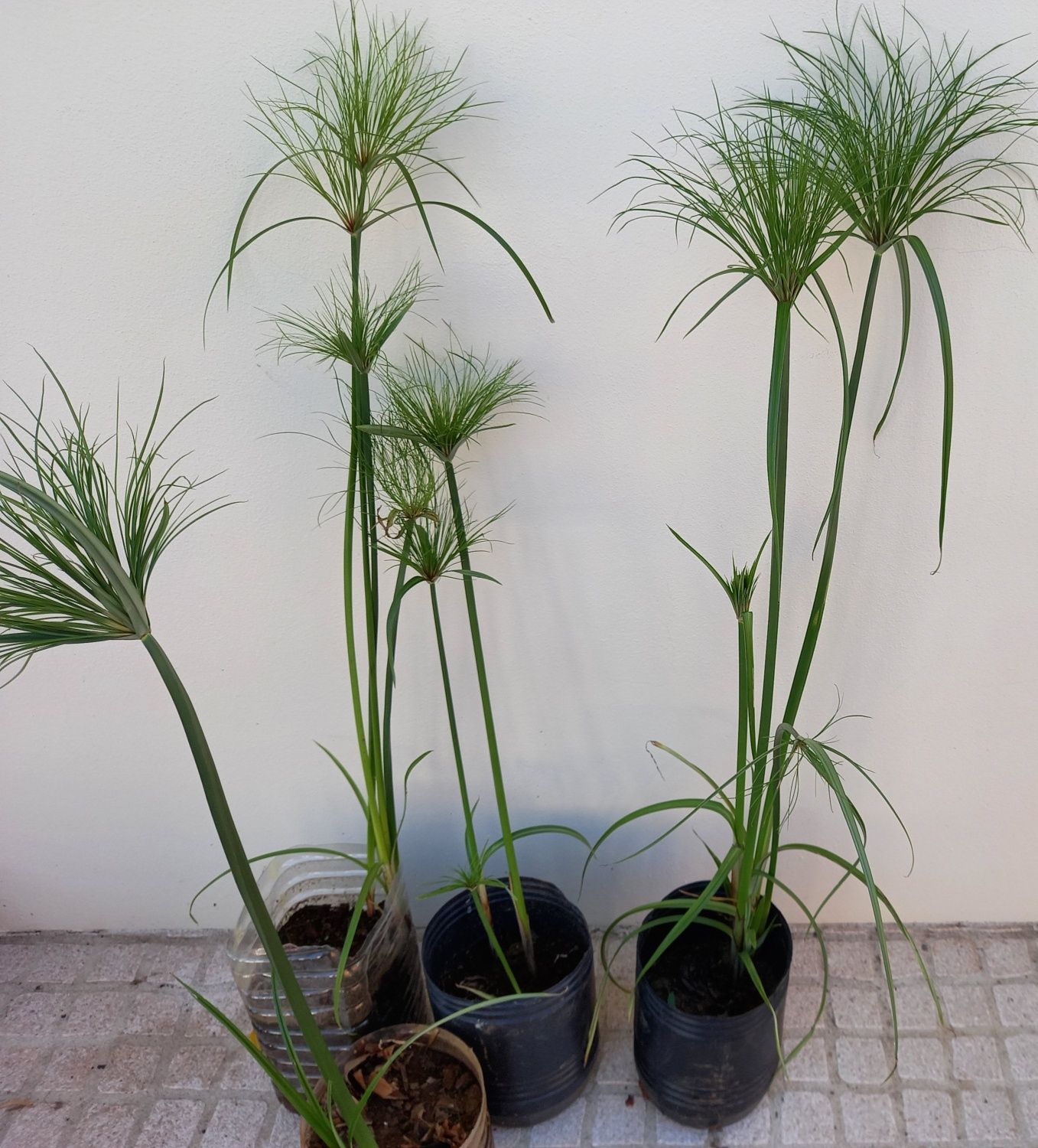 Vasos de plantas de papiro jardim ou lago