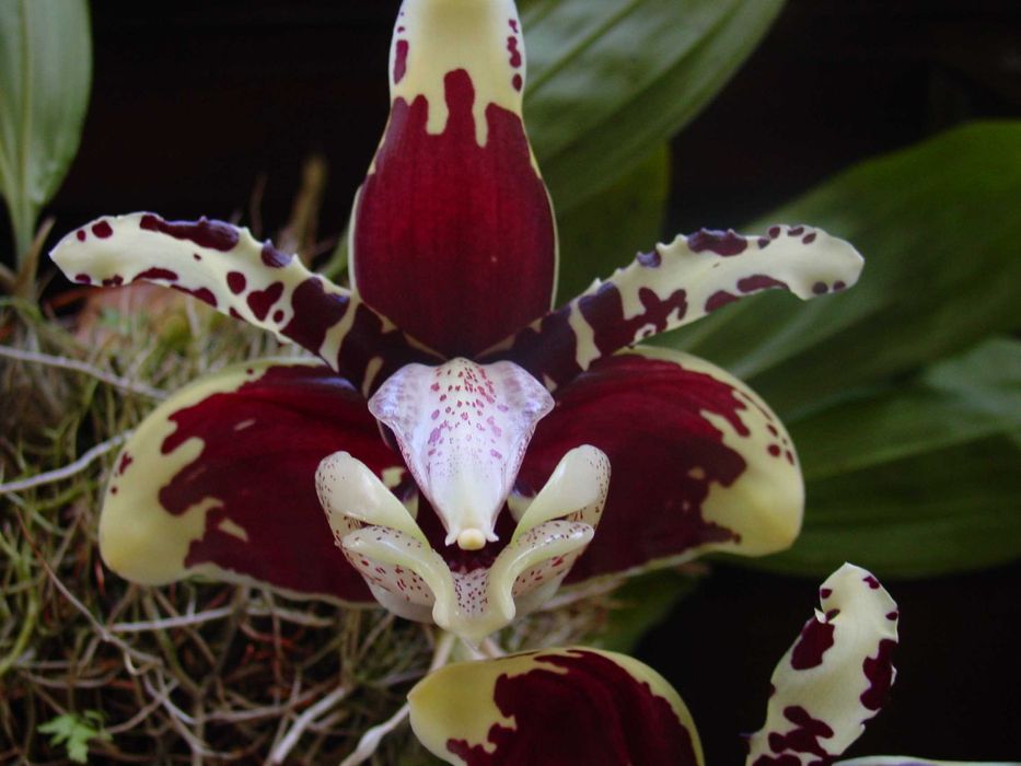 Orquídea Stanhopea tigre.